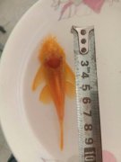 ���ۺ������㷱ֳ��