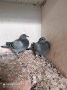 �����Ӹ�Ϊ���ã��㽻��������