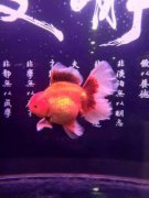 ��ͳ���㣬����